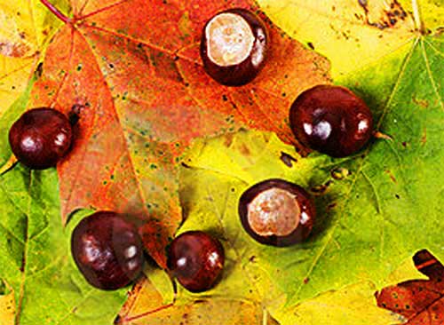 In cerca di funghi e castagne sul Monte Serra