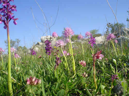 Orchidee del Gargano