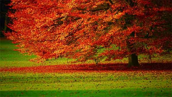 Visitare il parco pi antico dItalia