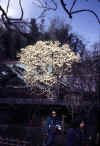 009Kamakura_jpg.jpg (36088 byte)