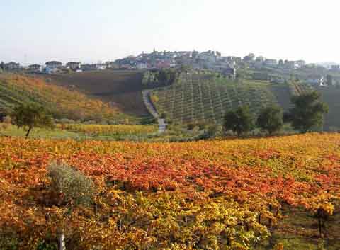 Agriturismo,Azienda Agraria EMIDIO PEPE S.A.