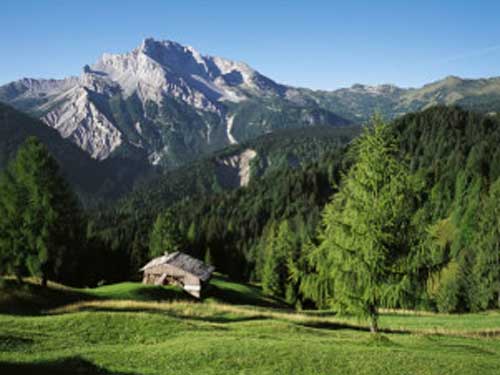 Sauris